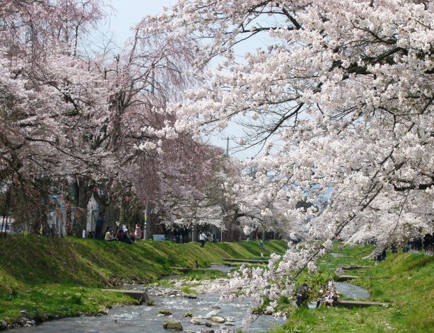 観音寺川の川沿いに咲く桜並木